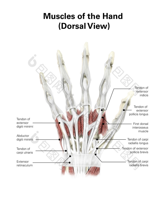手掌骨骼分布示例图