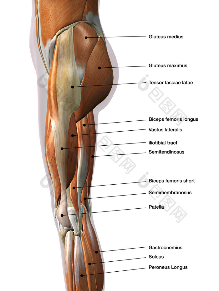 横向解剖学膝盖臀部示例图