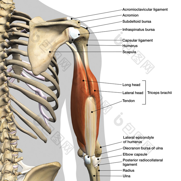 手臂肌肉解剖示例插图