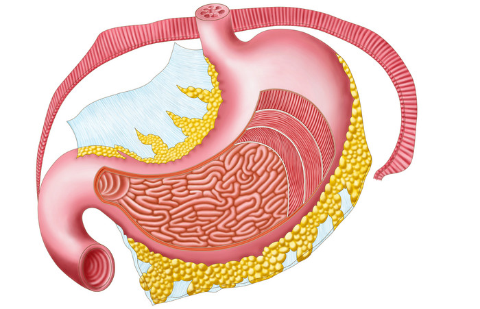 人体胃部器官解剖图