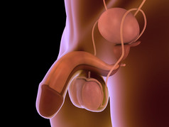 人类生殖器官摄影图
