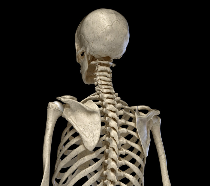 医用生态学背部骨架示例图