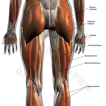 成年人类臀腿肌肉群分布图