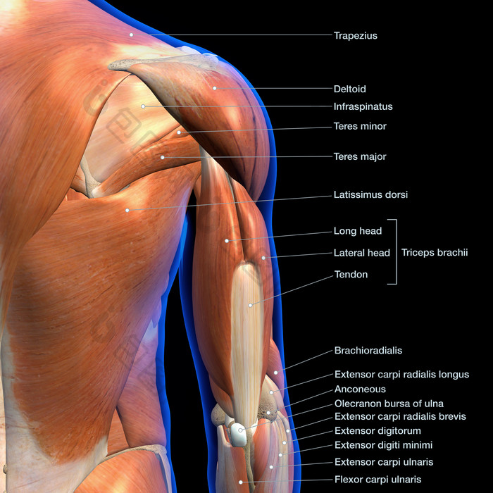 三维解剖学手臂肌肉示例插图