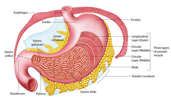 人体胃部示例解剖图