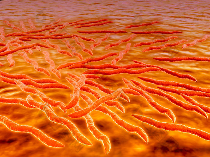 微生物螺旋菌细胞示例图