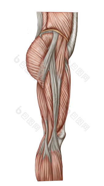 下半身人体肌肉分部<strong>图</strong>