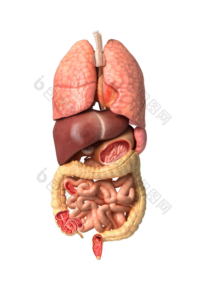 人体器官分布摄影图