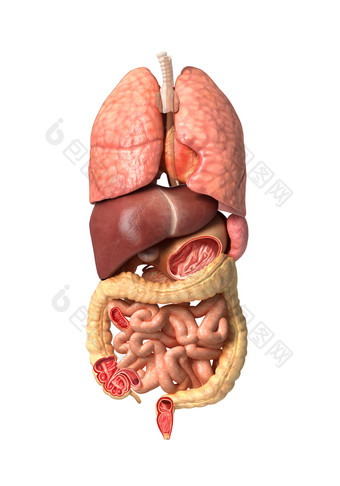 <strong>人体</strong>器官分布摄影图