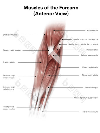 人体手臂上肢肌肉分布图