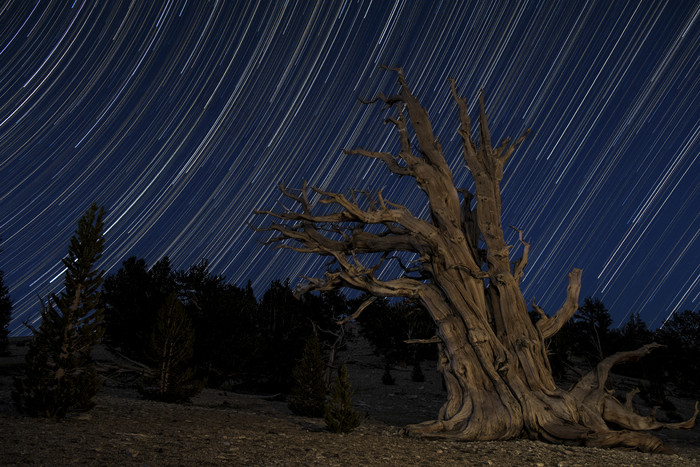 枯木夜景摄影插图
