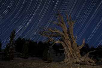 枯木夜景摄影插图