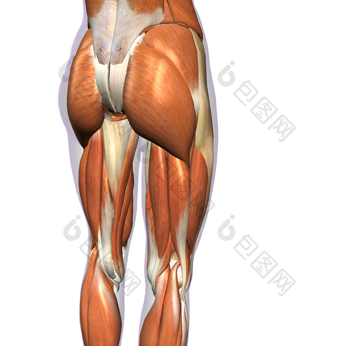 臀大肌和腿部肌肉线条图