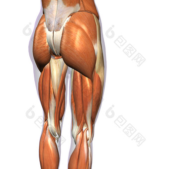 臀大肌和腿部肌肉线条图