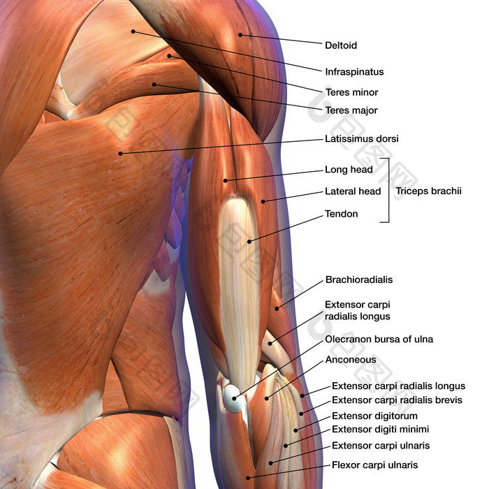 手臂肌腱结构示例插图