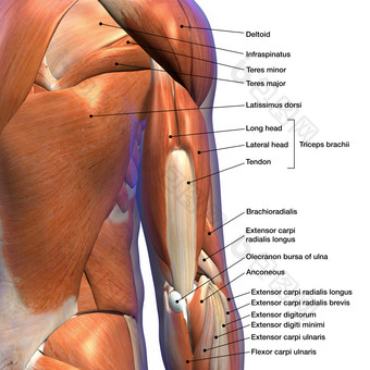 手臂肌腱<strong>结构示例</strong>插图