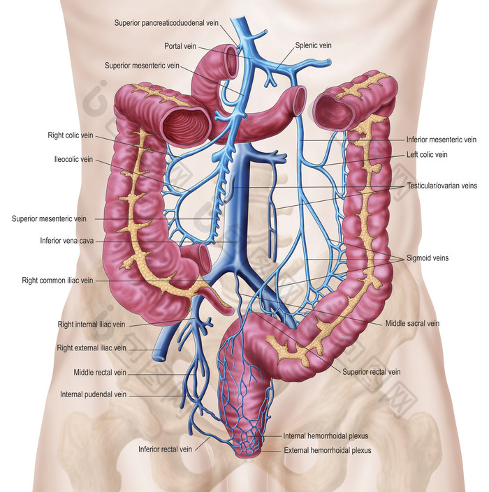 人体肠道静脉结构示例图