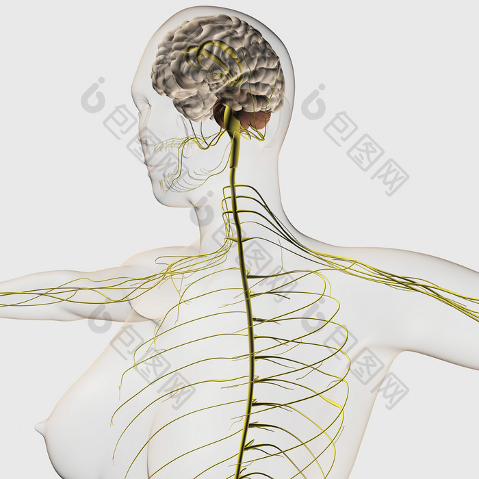 人体大脑脊柱神经示例插图