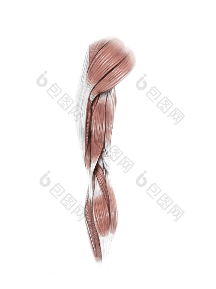 人体手臂肌肉示例图