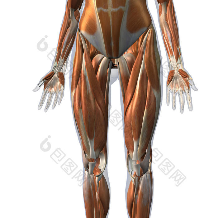 人类生理医学局部半身肌肉组织分布图