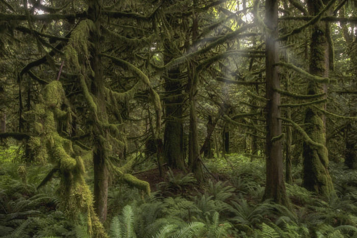 热带雨林摄影插图