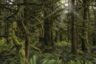 热带雨林摄影插图