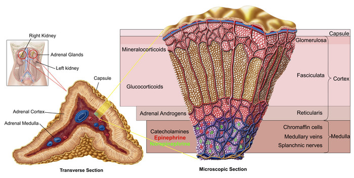 人体肾脏皮质解剖示例图