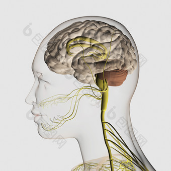 人体大脑神经侧视<strong>结构图</strong>