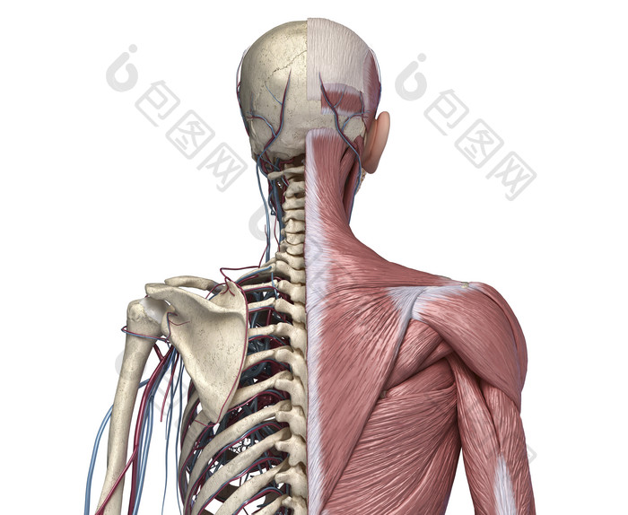 医学研究骨架躯干图