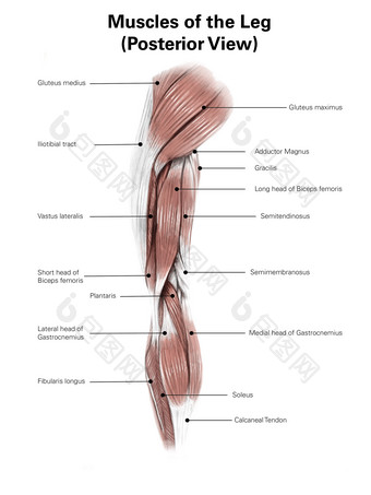 腿部肌肉分布示例图