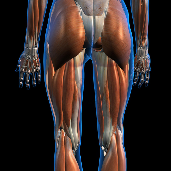 臀部肌肉线条示例图