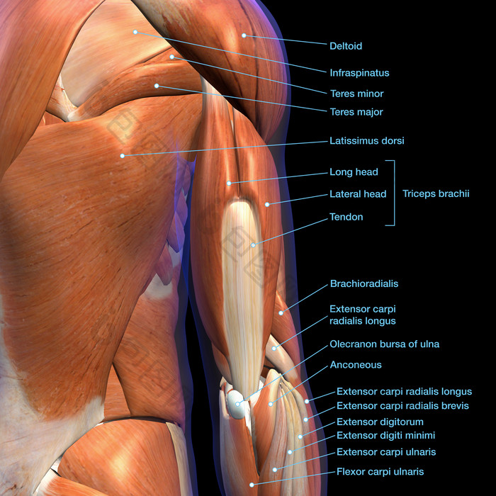 人体手臂肌腱结构插图