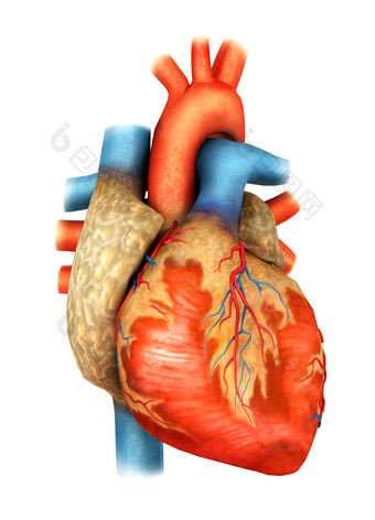人体心脏<strong>动脉</strong>示例插图