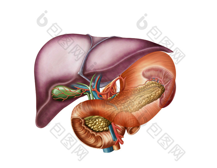 人体肝胃动脉结构图