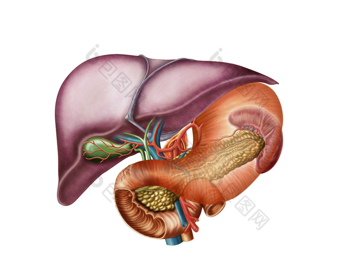 人体肝胃动脉结构图