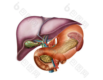 人体<strong>肝</strong>胃动脉结构图