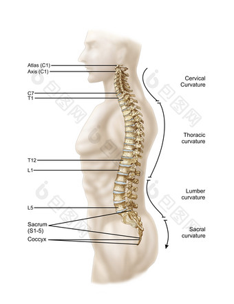 颈椎骨骼部位结构图
