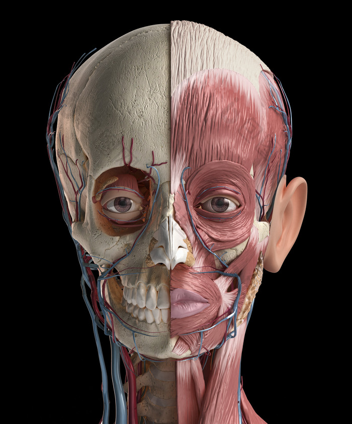 人类生物医学头部肌肉骨骼研究例图