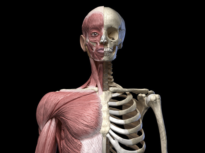 医疗科研躯干骨架示例图