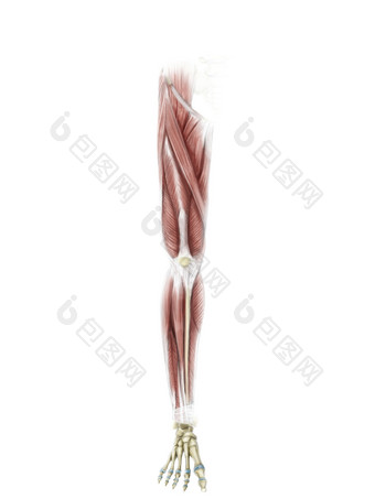 人体腿部肌肉分布图