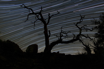 枯木星空<strong>夜景</strong>摄影插图