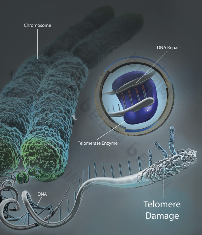 端粒结构图片