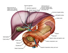 人体器官肝部动脉解剖图