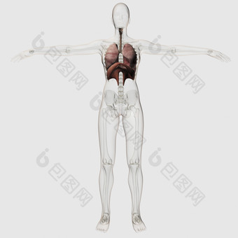 <strong>人体</strong>肺部器官示例结构图