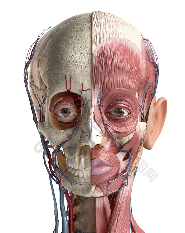 人类生物医学头部肌肉骨骼研究图