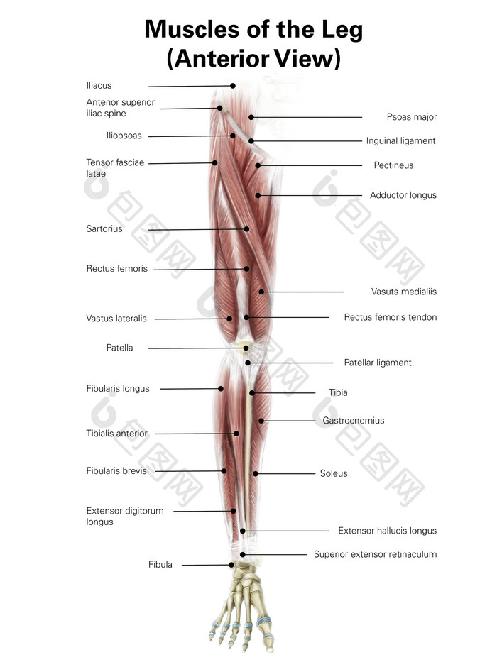 大腿小腿关节肌肉结构图