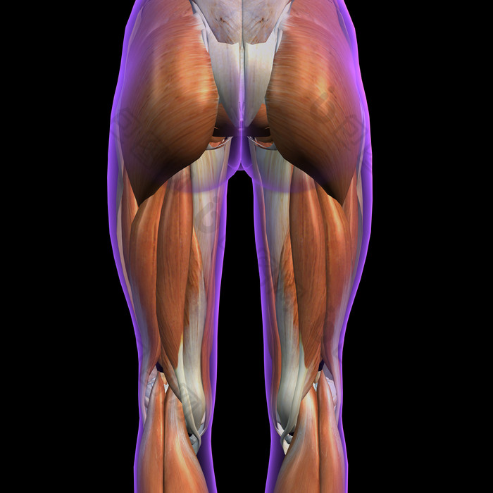 臀部腿部肌肉线条3D影像图