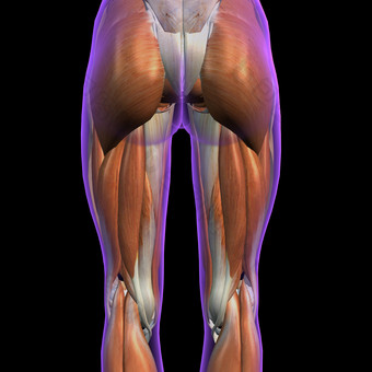 臀部<strong>腿部肌肉</strong>线条3D影像图