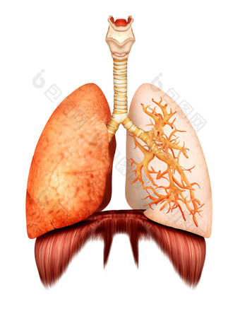 人体肺部示例插图
