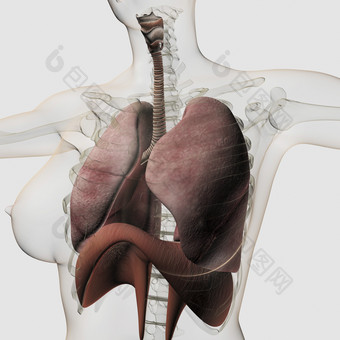 人体上腹部肺部器官示例图